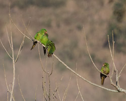 White-eyed Parakeets