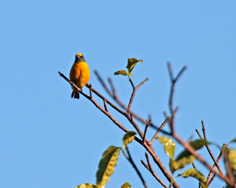 [Purple-throated Euphonia]