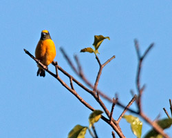 Purple-throated Euphonia