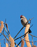 Pileated Finch