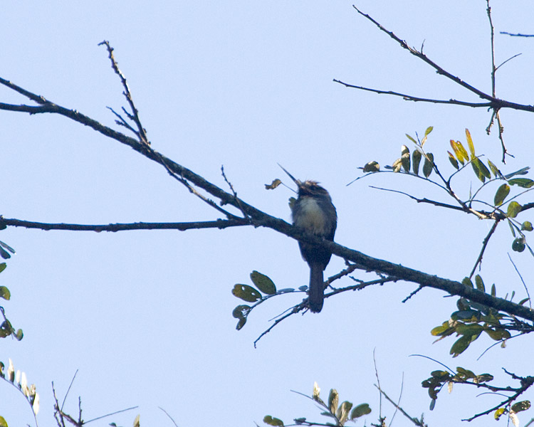 [Three-toed Jacamar]