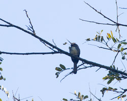 Three-toed Jacamar