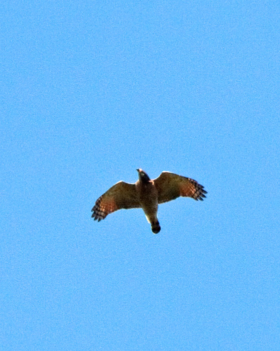 [Roadside Hawk]