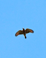 Roadside Hawk