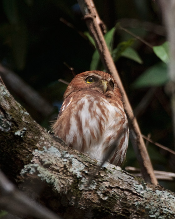 [Ferruginous Pygmy-Owl]