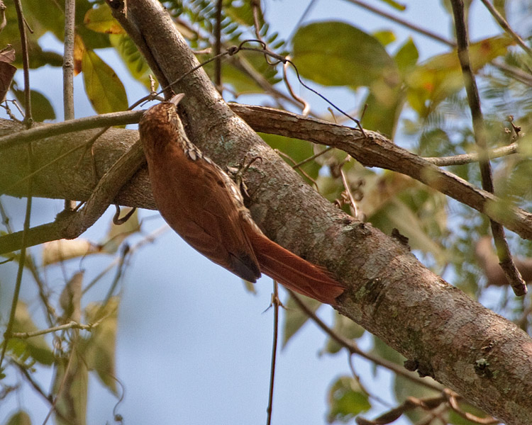 [Scaled Woodcreeper]