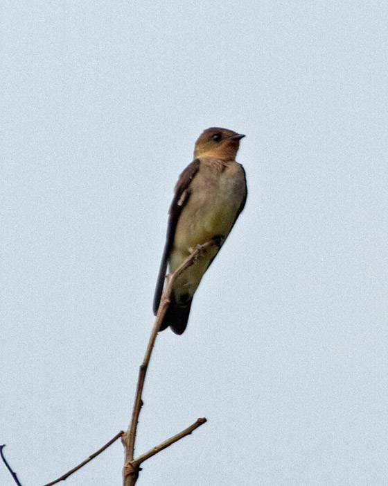[Southern Rough-winged Swallow]