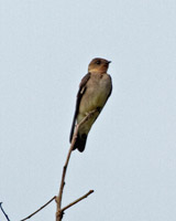 Southern Rough-winged Swallow