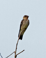 Southern Rough-winged Swallow