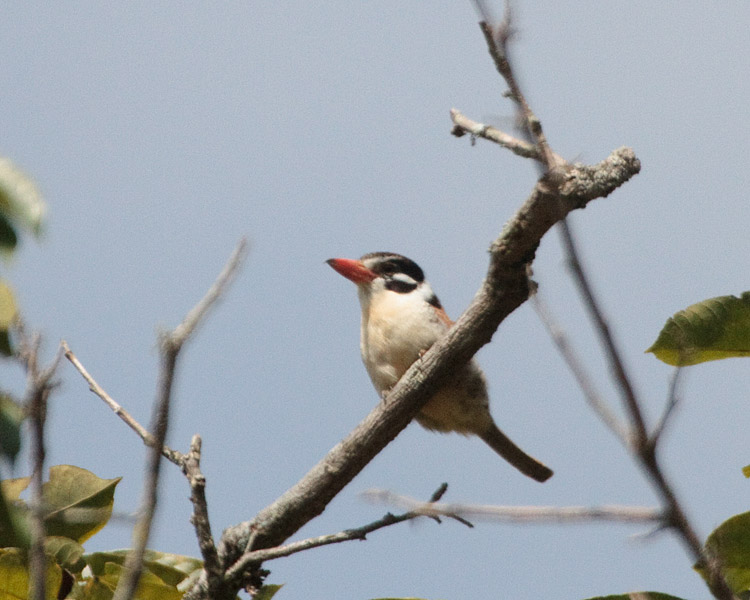 [White-eared Puffbird]