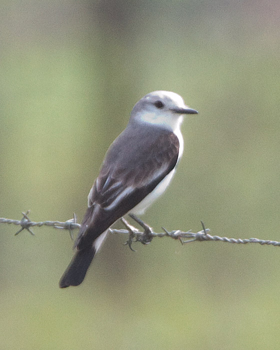 [White-rumped Monjita]