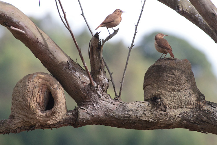 [Rufous Horneros and Nests]