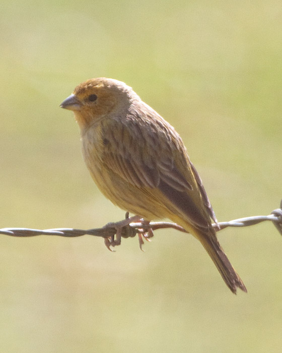 [Saffron Finch]