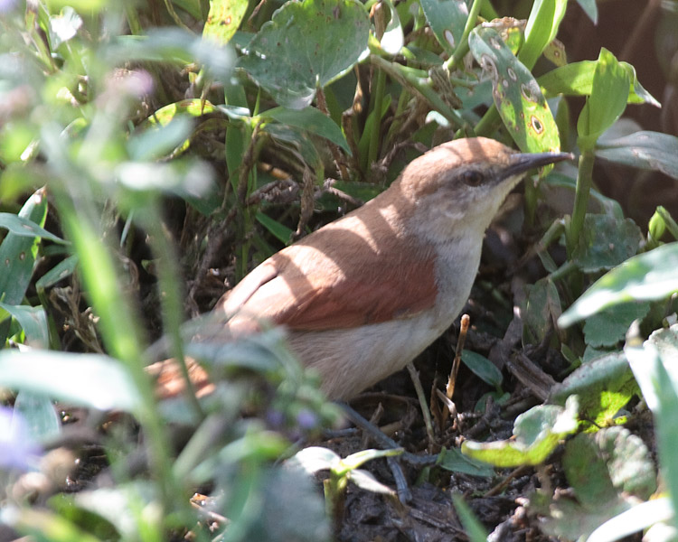 [Wing-banded Hornero]