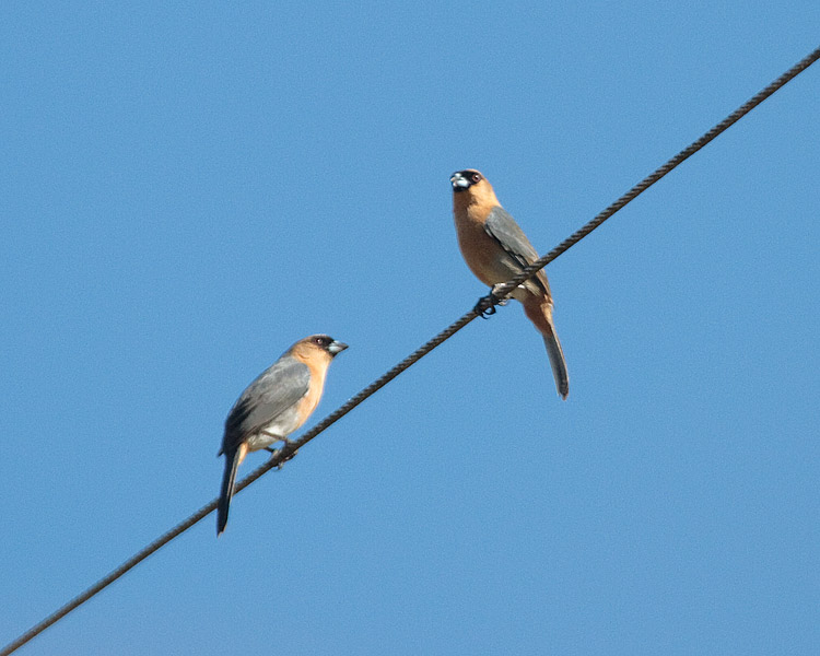 [Cinnamon Tanagers]