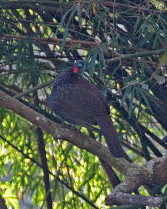 [Dusky-legged Guan]