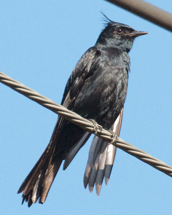 [Crested Black-Tyrant]