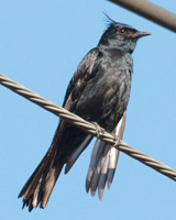 Crested Black-Tyrant