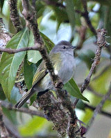 Gray-capped Tyrannulet