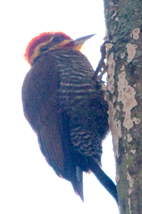 [White-browed Woodpecker]