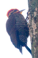 White-browed Woodpecker