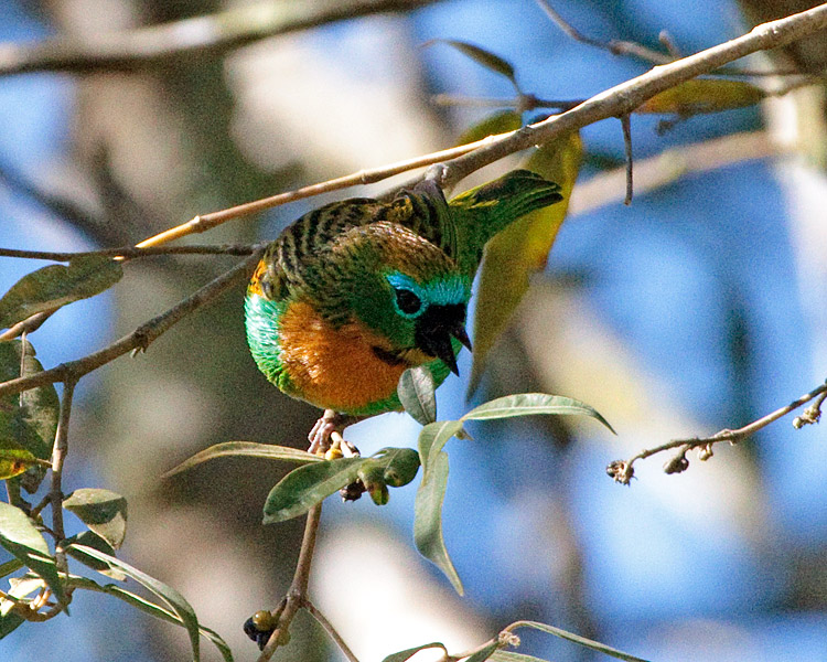 [Brassy-breasted Tanager]