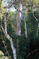 Roadside Forest