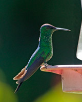 Violet-capped Woodnymph