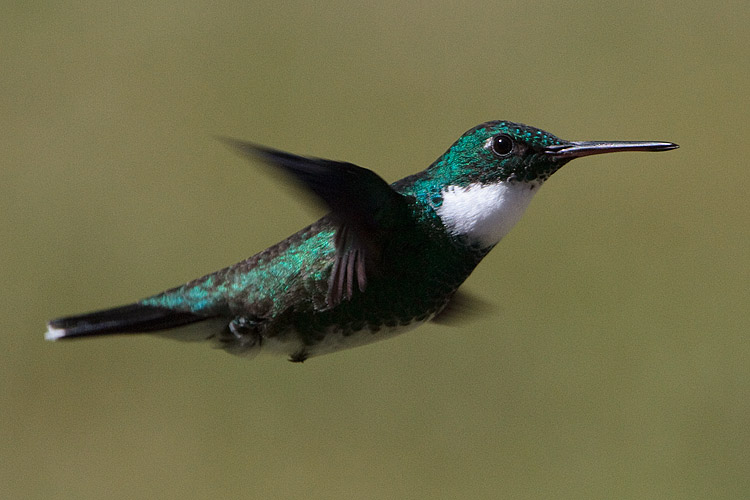 [White-throated Hummingbird]