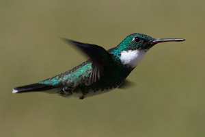 White-throated Hummingbird