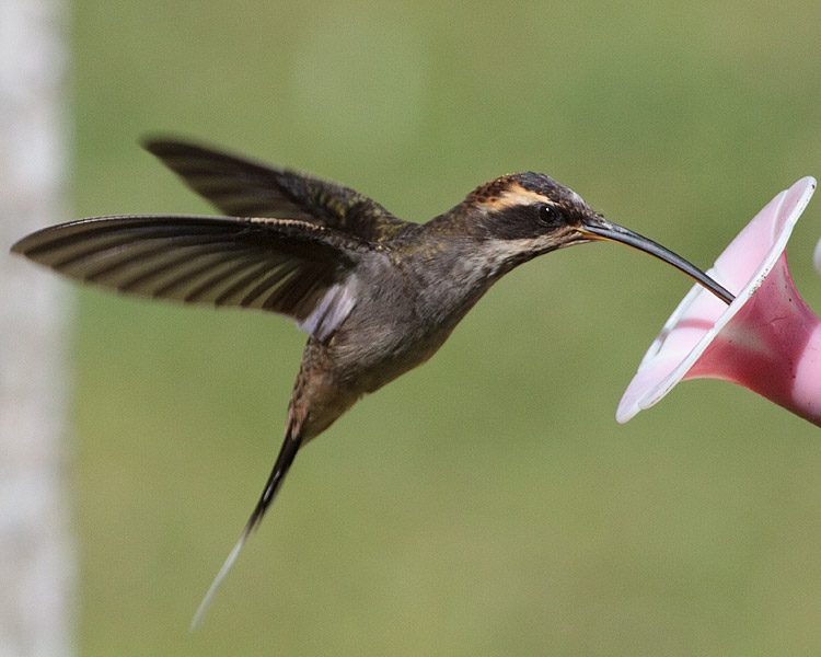 [Scale-throated Hermit]