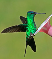 Violet-capped Woodnymph