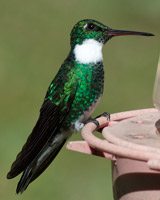 White-throated Hummingbird