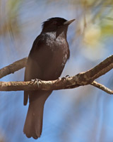 Velvety Black-Tyrant