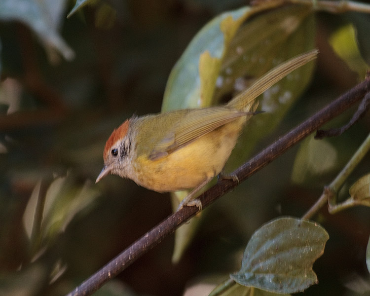 [Rufous-crowned Greenlet]