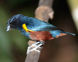 Chestnut-bellied Euphonia