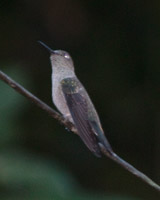 Sombre Hummingbird