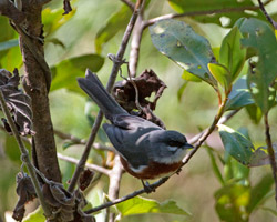 Bay-chested Warbler-Finch