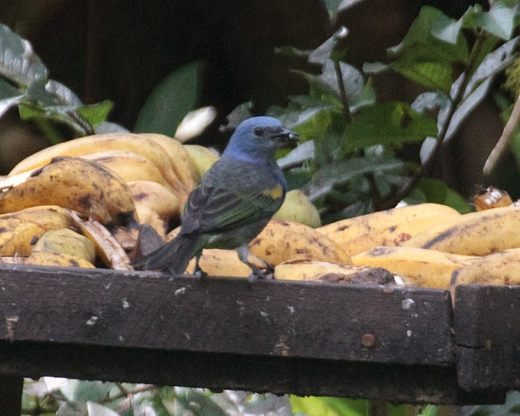 [Golden-chevroned Tanager]