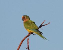 Peach-fronted Parakeet