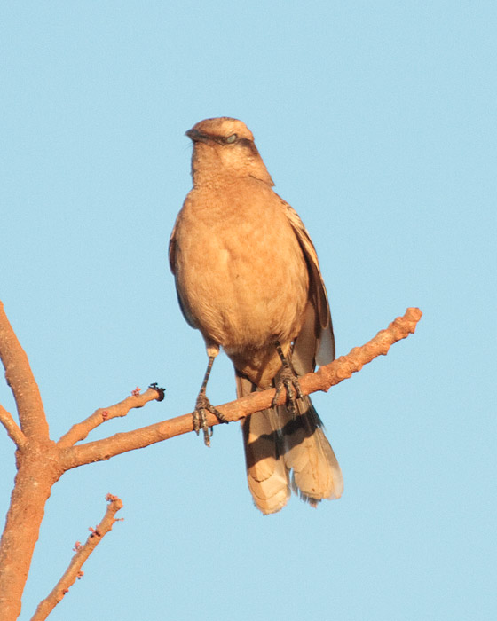 [Chalk-browed Mockingbird]