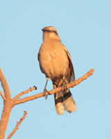 Chalk-browed Mockingbird