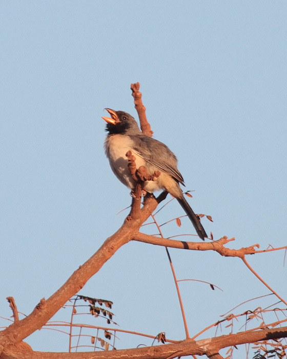 [Black-throated Saltator]