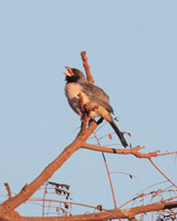 Black-throated Saltator