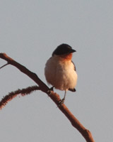 White-rumped Tanager