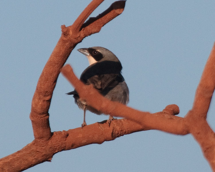 [White-banded Tanager]