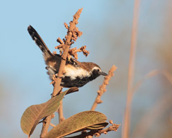 Rusty-backed Antwren