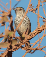 Rufous-winged Antshrike