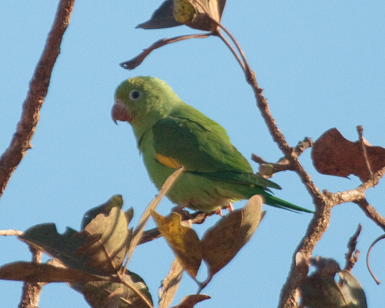 [Yellow-chevroned Parakeet]