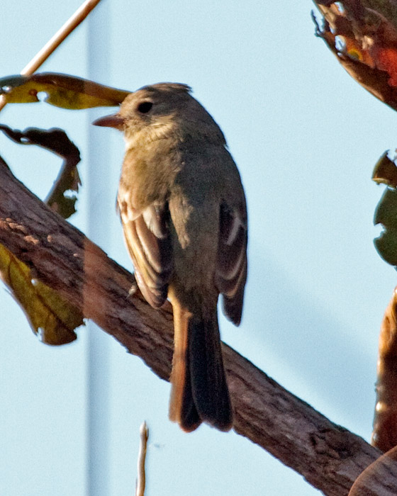 [Southern Beardless-Tyrannulet]